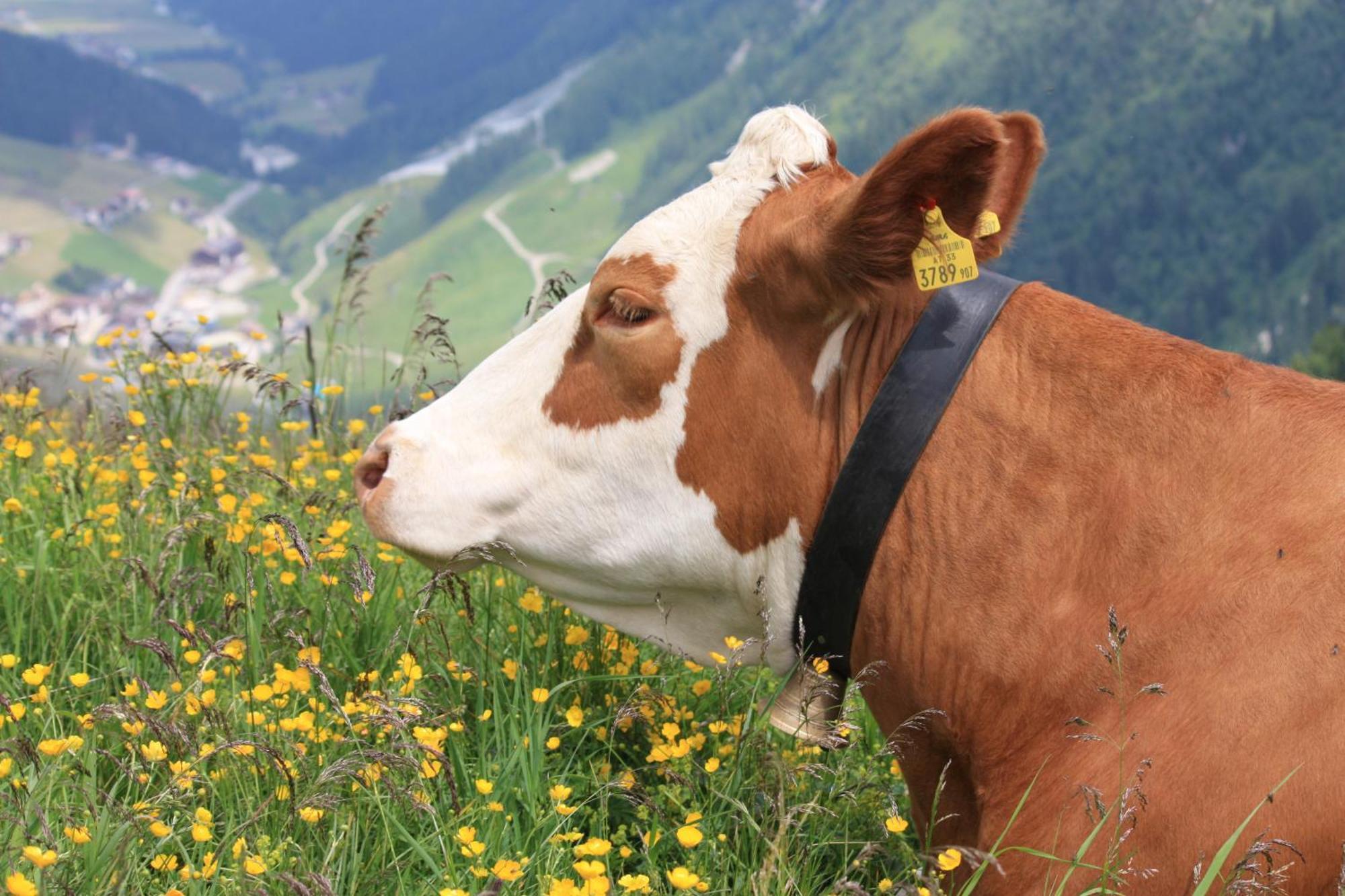 Zellerhof Lägenhet Finkenberg Exteriör bild